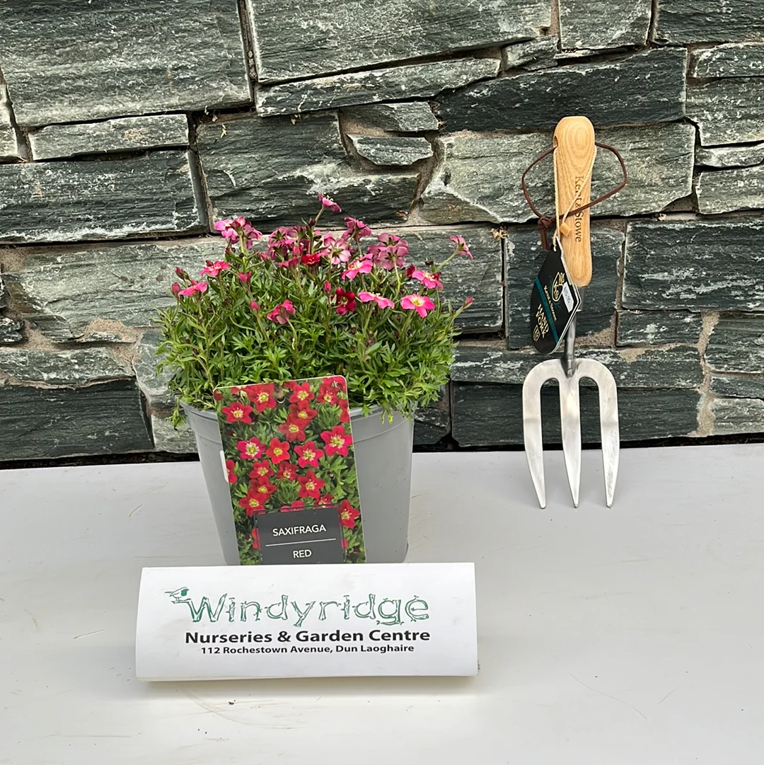 Saxifraga Red 3 Ltr - Image 2