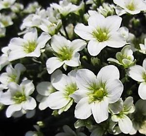 Saxifraga Touran White