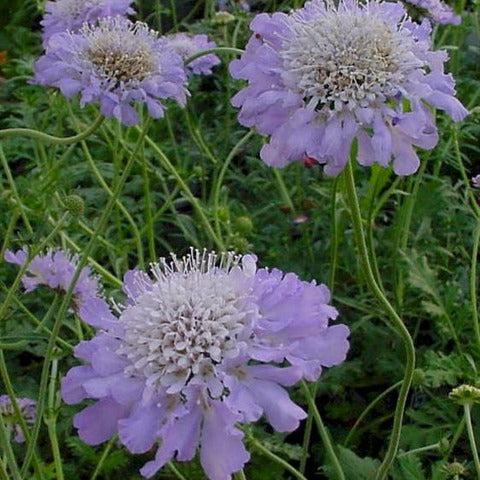 Scabiosa Blue Butterfly - Image 3