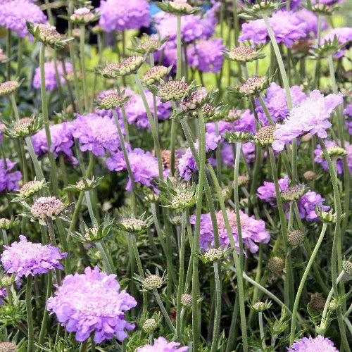 Scabiosa col. Butterfly Blue - Image 2