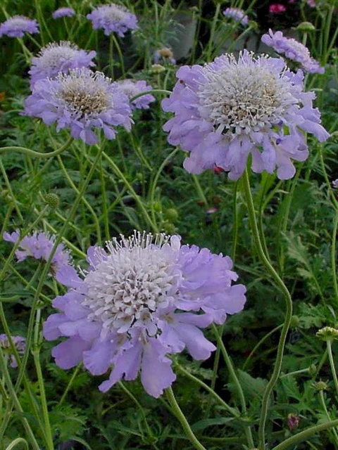 Scabiosa col. Butterfly Blue