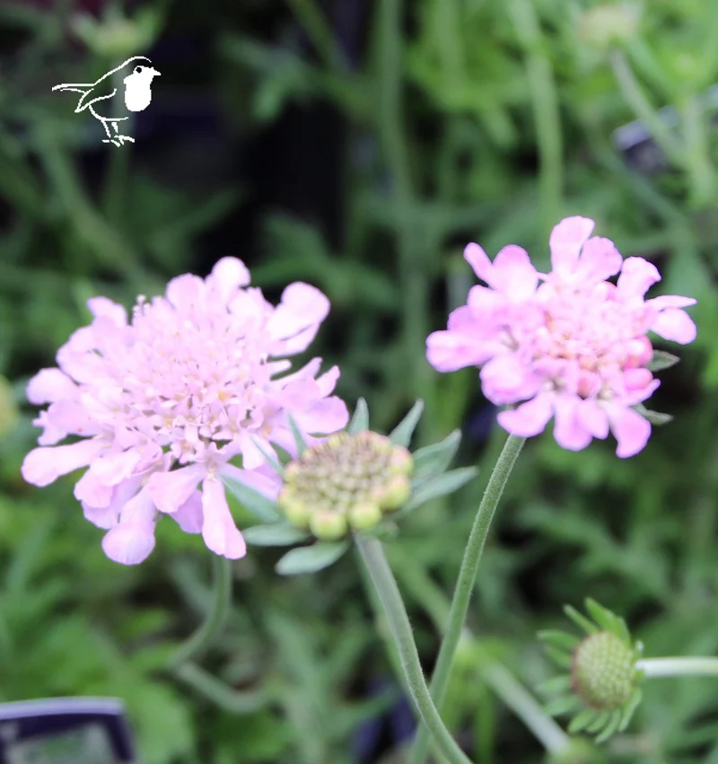 Scabiosa 'Pink Mist' - Image 3