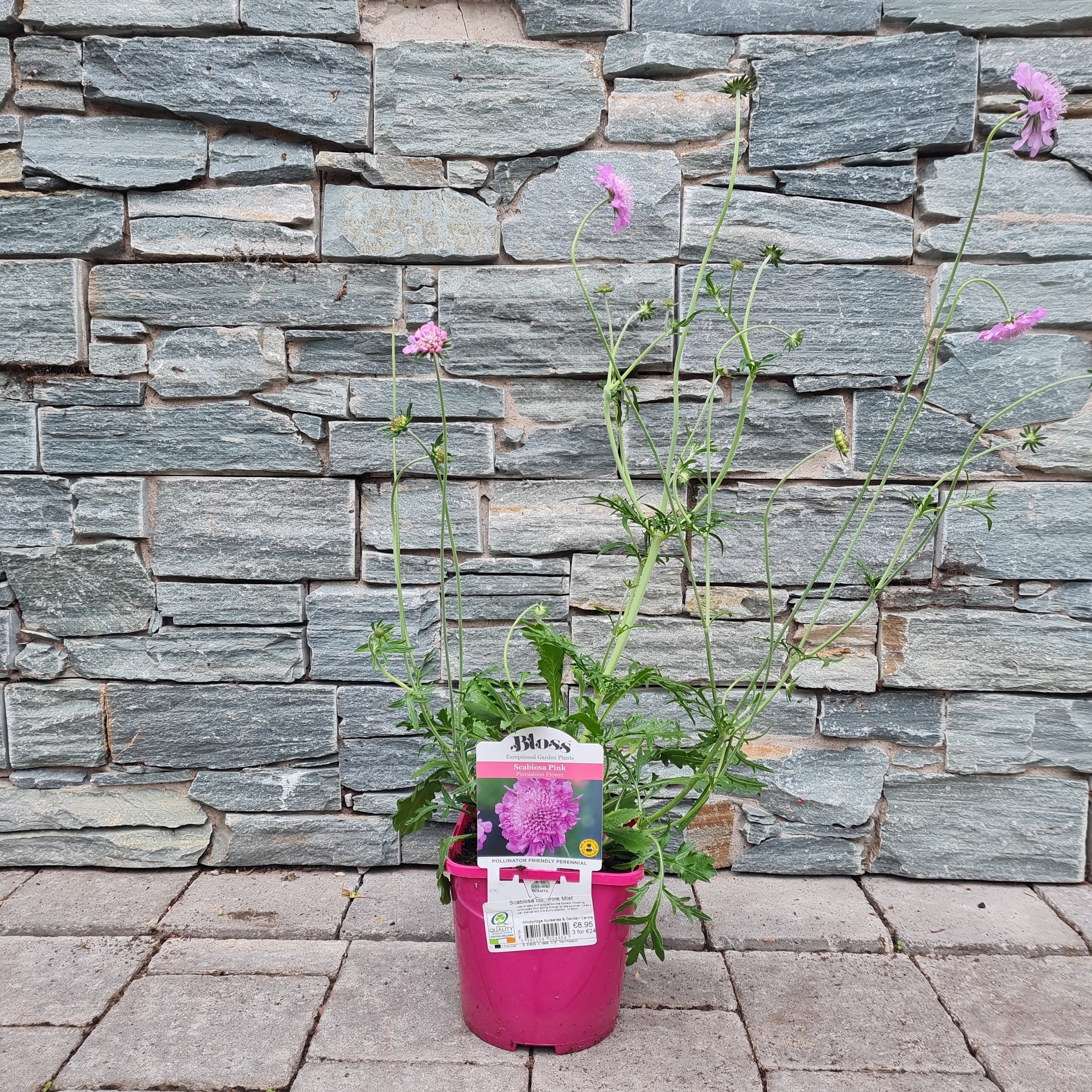 Scabiosa 'Pink Mist' - Image 4