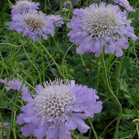 SCABIOSA colum. Butterfly Blue - Image 2