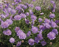 Scabiosa Mariposa Blue (Scabiosa Columbaria) - Image 3