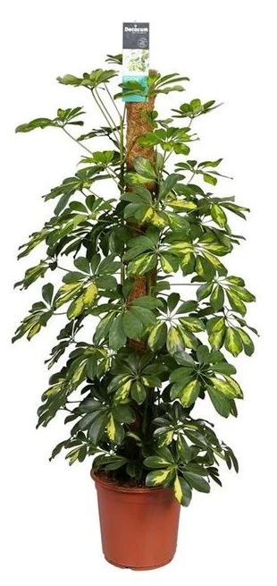 Schefflera arb. Gold Capella