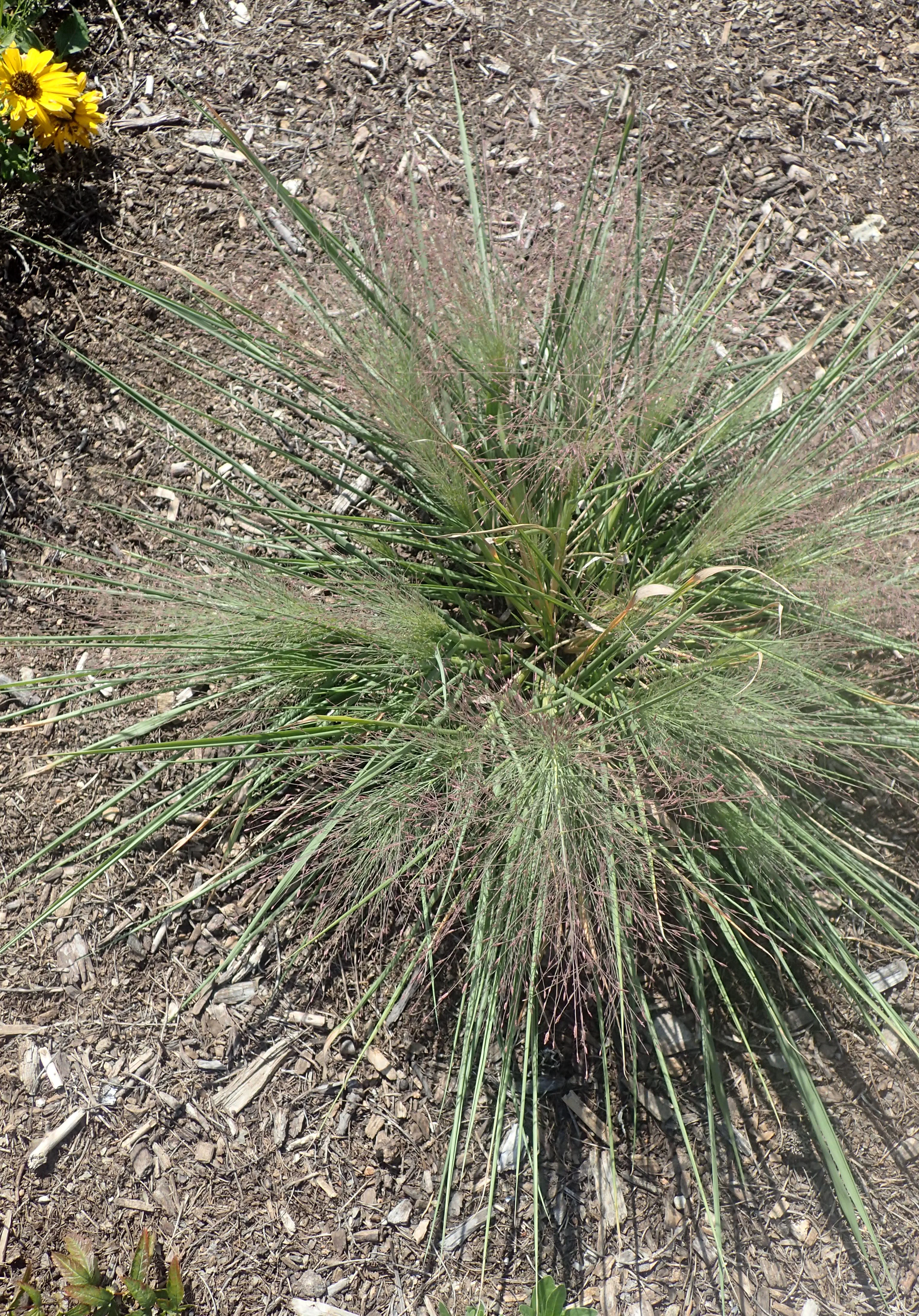Schizachyrium s. Standing Ovation - Image 2