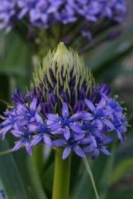 SCILLA PERUVIANA loose