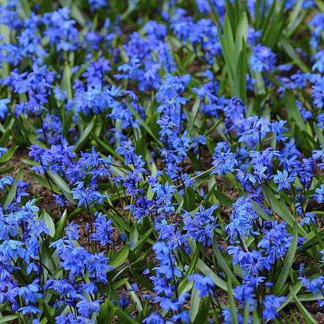 SCILLA SIBERICA 50