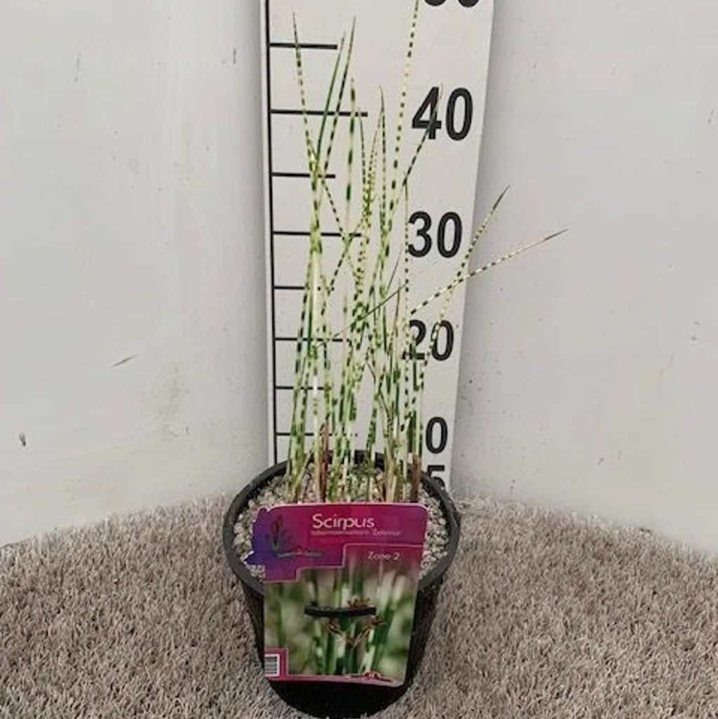 Scirpus tabern. Zebrinus 18 cm aquatic basket - Image 2
