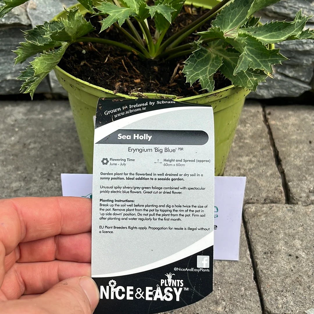Sea Holly Etyngium Big Blue (2Ltr Pot) - Image 3