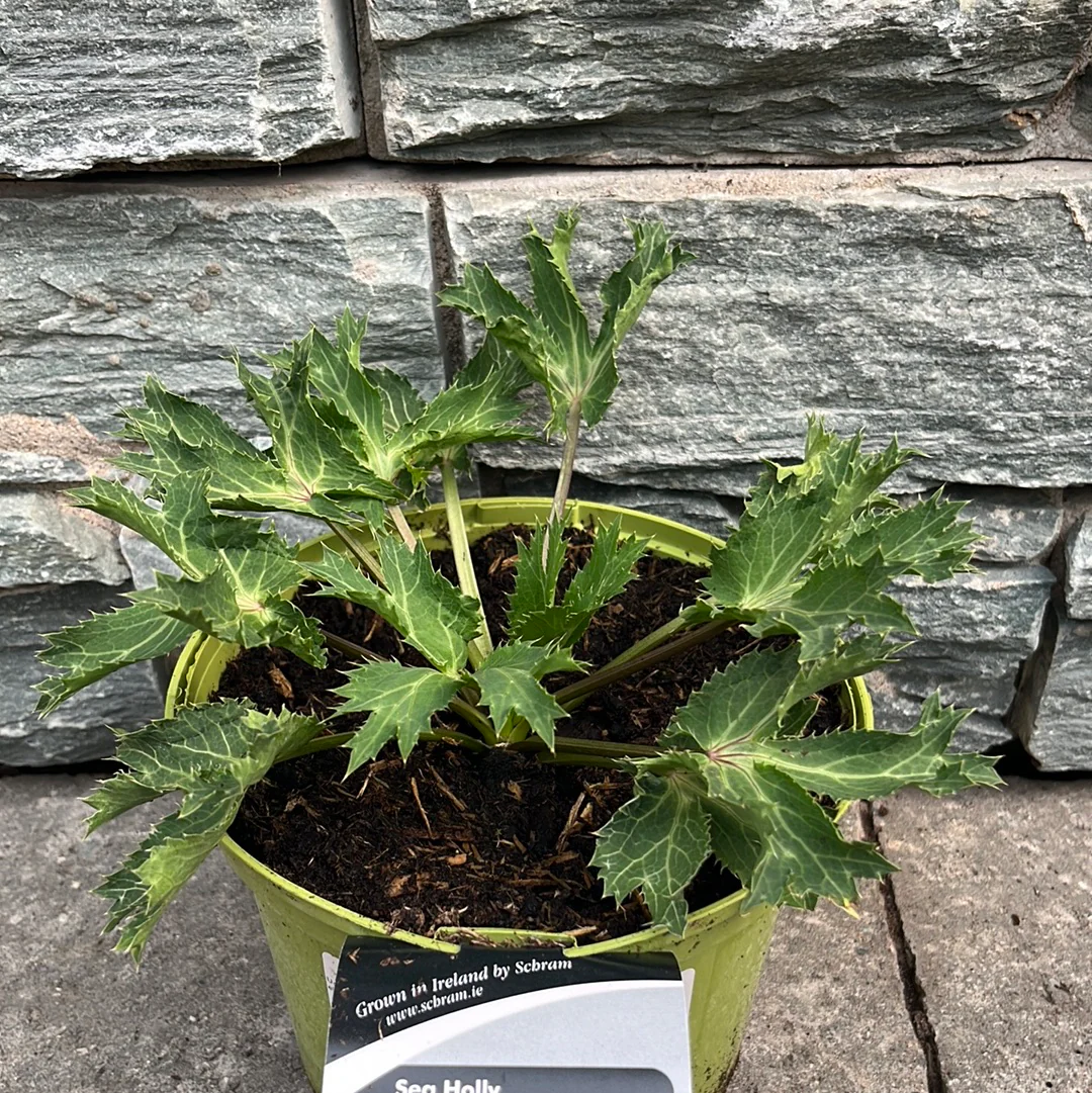 Sea Holly Etyngium Big Blue (2Ltr Pot) - Image 4