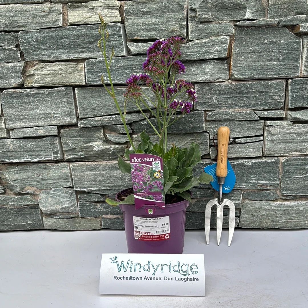 Sea Lavender (Limonium Salt Lake) - Image 2