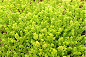 Sedum Aurea 1 Ltr