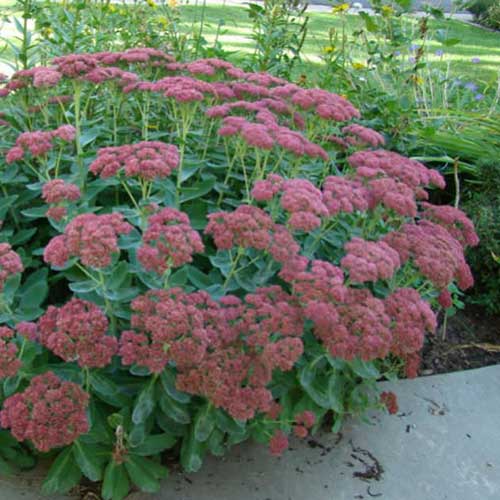 Sedum Autumn Joy - Image 3