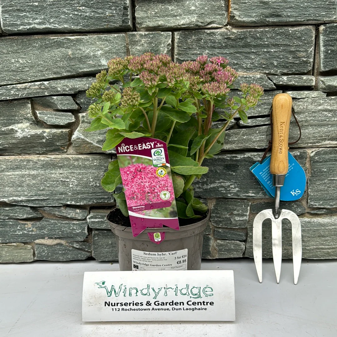 Sedum hybr. Carl 2lt pot - Image 2