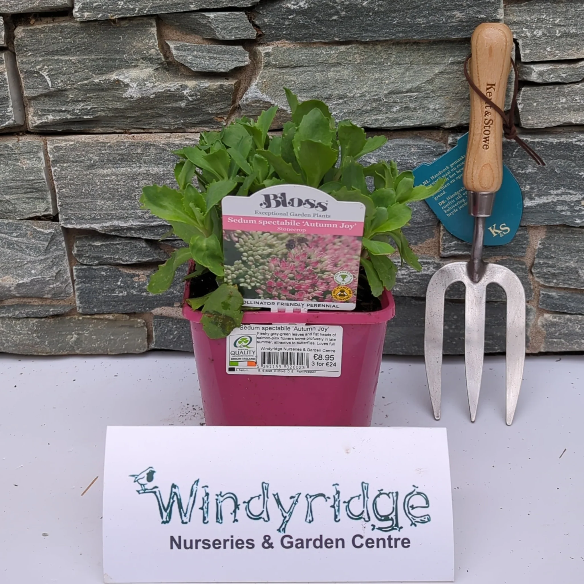 Sedum spectabile Autumn Joy - Image 2