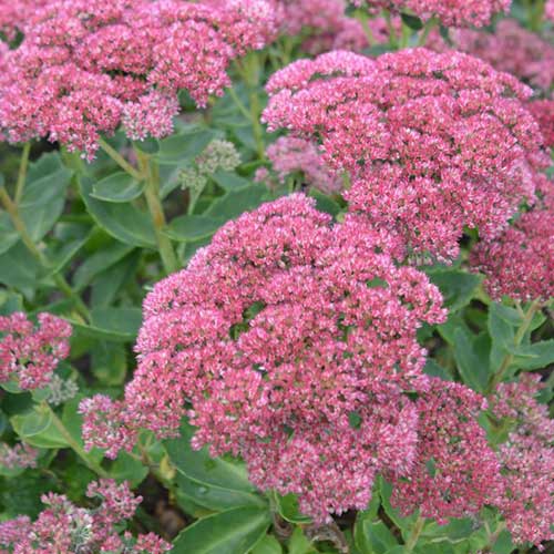 Sedum spectabile Autumn Joy - Image 4