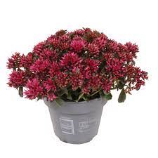 Sedum spurium Spot on Deep Rose_x0099_ P12
