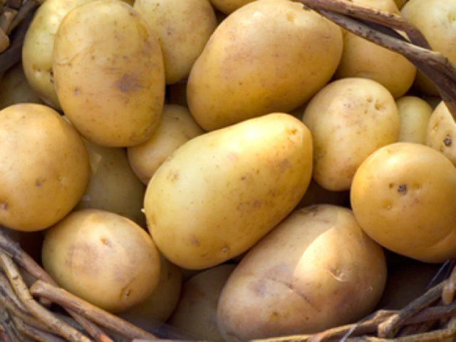 Seed Potato DUKE OF YORK