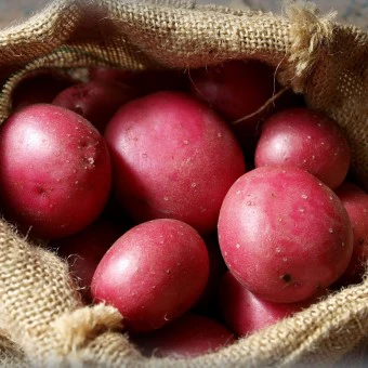 Seed Potato RED DUKE OF YORK