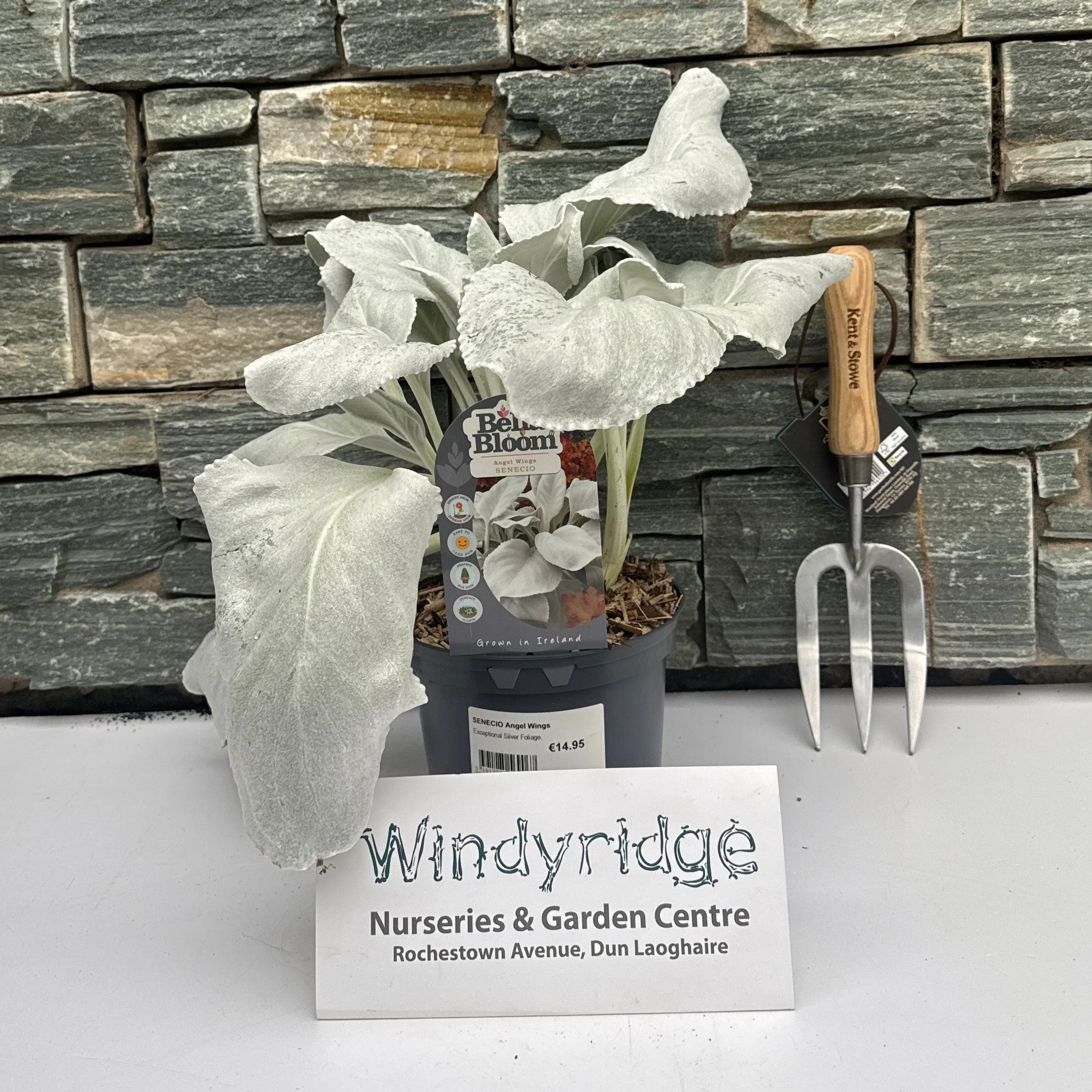 SENECIO Angel Wings - Image 2