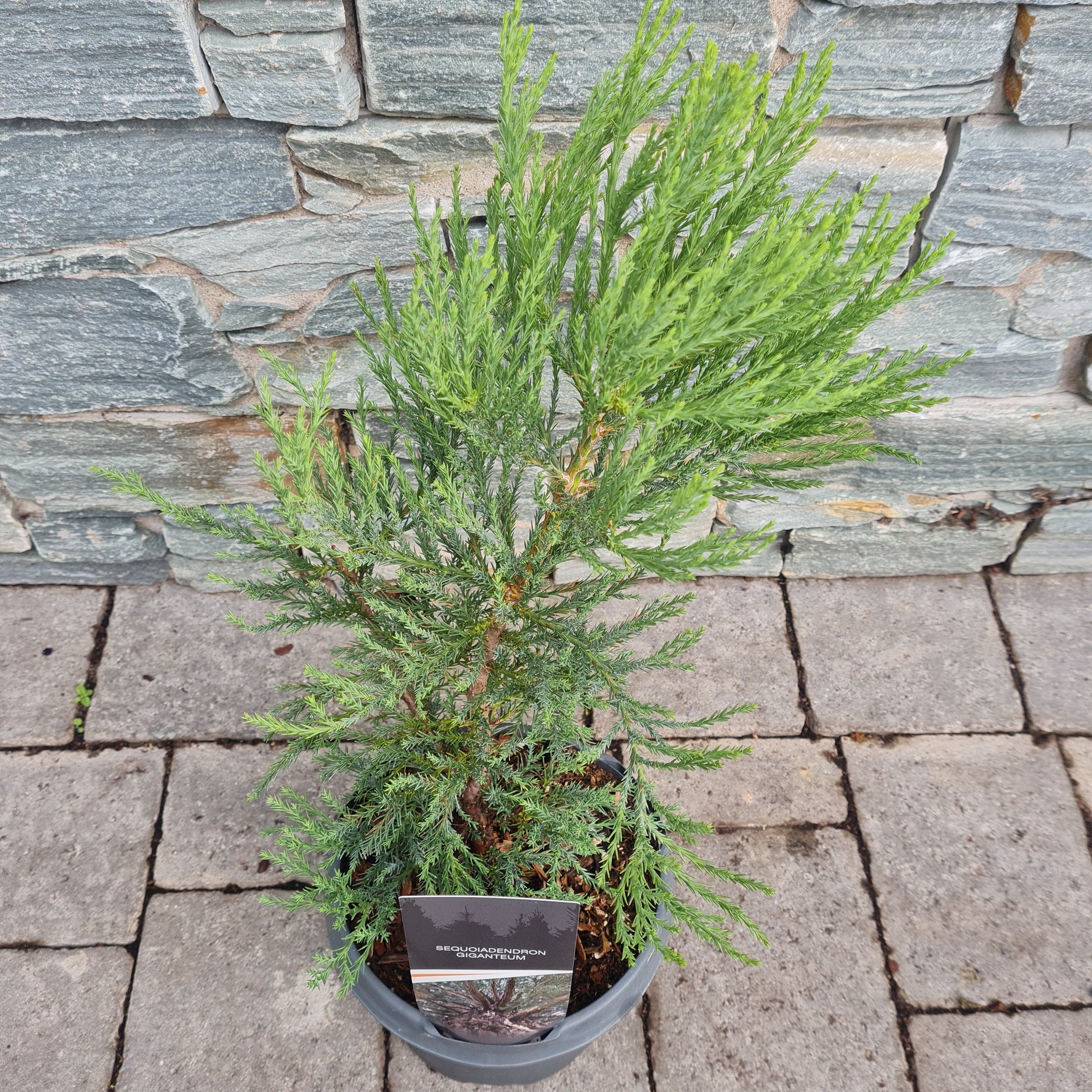 Sequoiadendron giganteum  25-30 CM - Image 2
