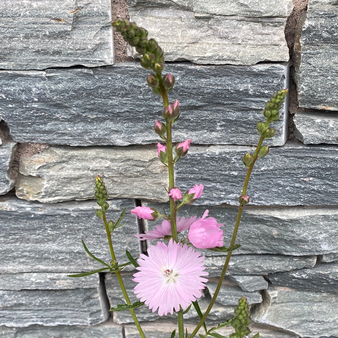 Sidalcea Little Princess - Image 3