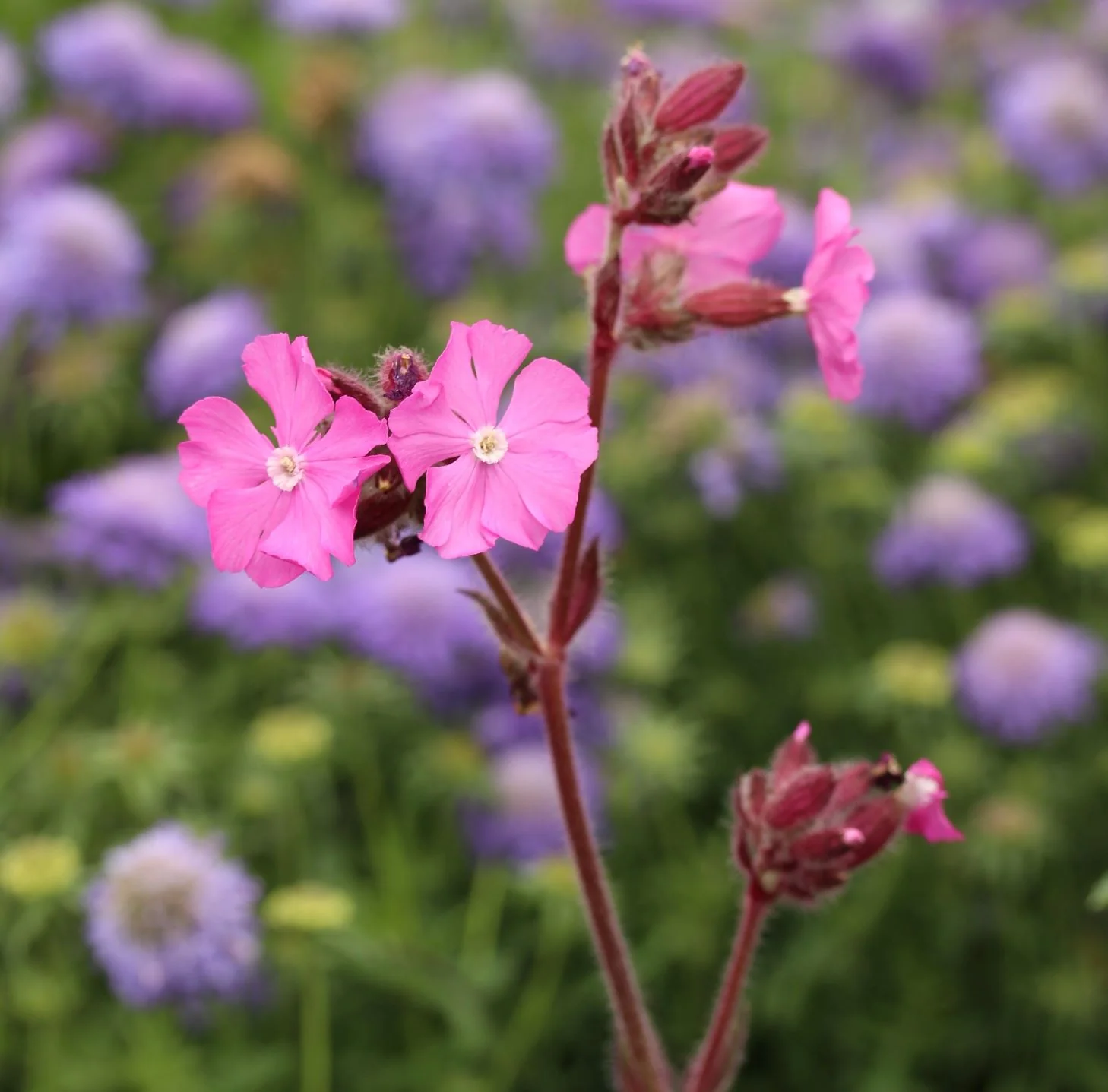 Silene robotii 'Rollies Favorite'® - Image 2