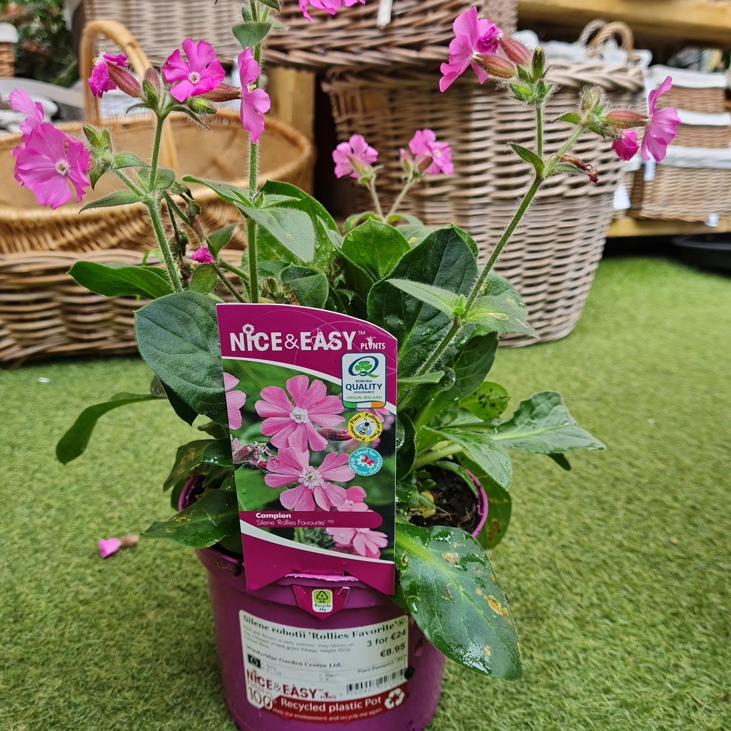 Silene robotii 'Rollies Favorite'® - Image 3