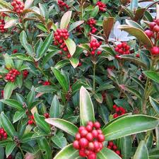 SKIMMIA J. REEV JANNE - Image 2