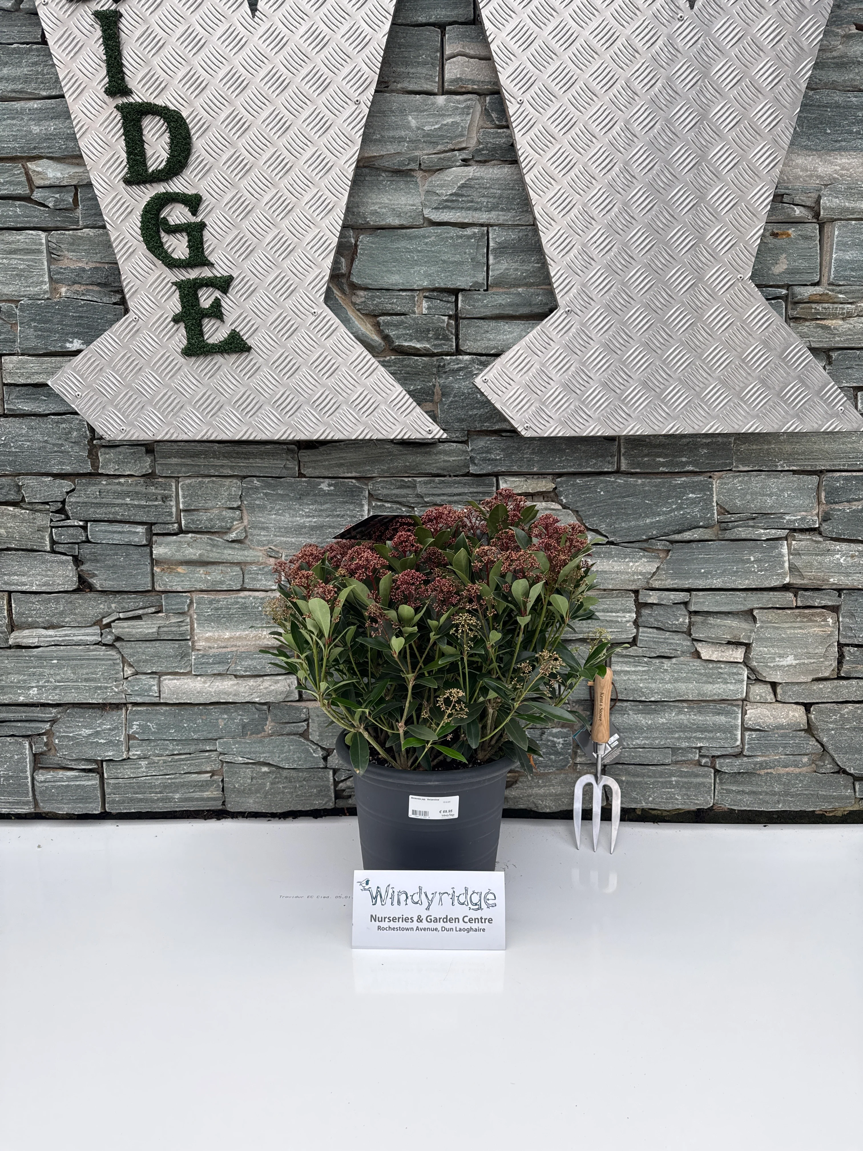 Skimmia jap. Antarctica  12 Ltr pot - Image 2
