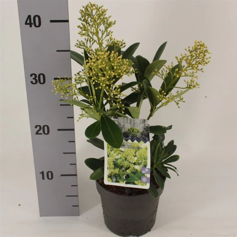 Skimmia jap. Finchy P13