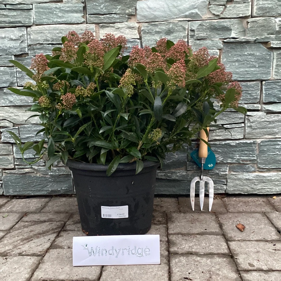 Skimmia jap. Godries Dwarf  12 Ltr pot - Image 2