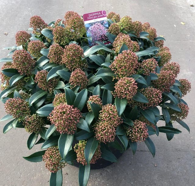 Skimmia jap. Marlot 20 Ltr pot