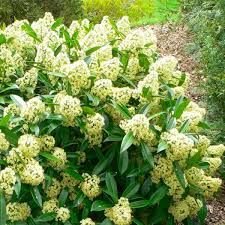 Skimmia jap. Marlot P13