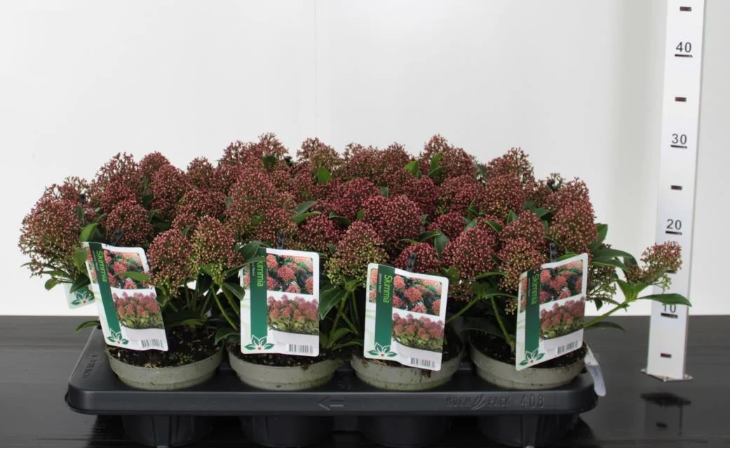 Skimmia jap. Marlot P13 - Image 3