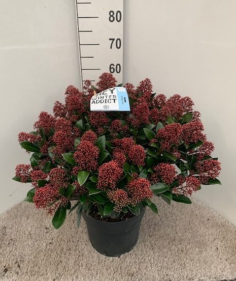 Skimmia jap. Rubella 10 Ltr pot - Image 2
