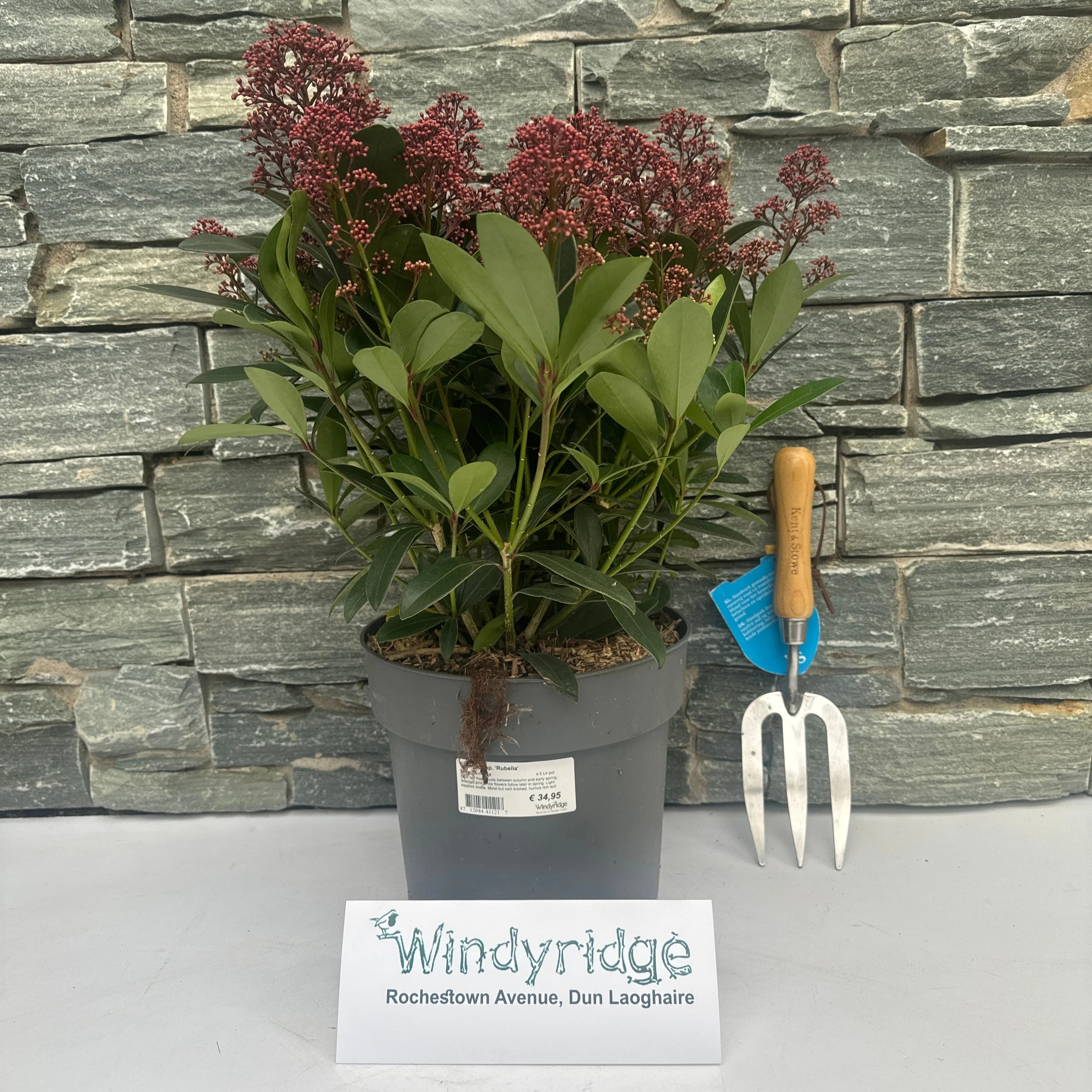 Skimmia jap. Rubella 4.5 Ltr pot - Image 2