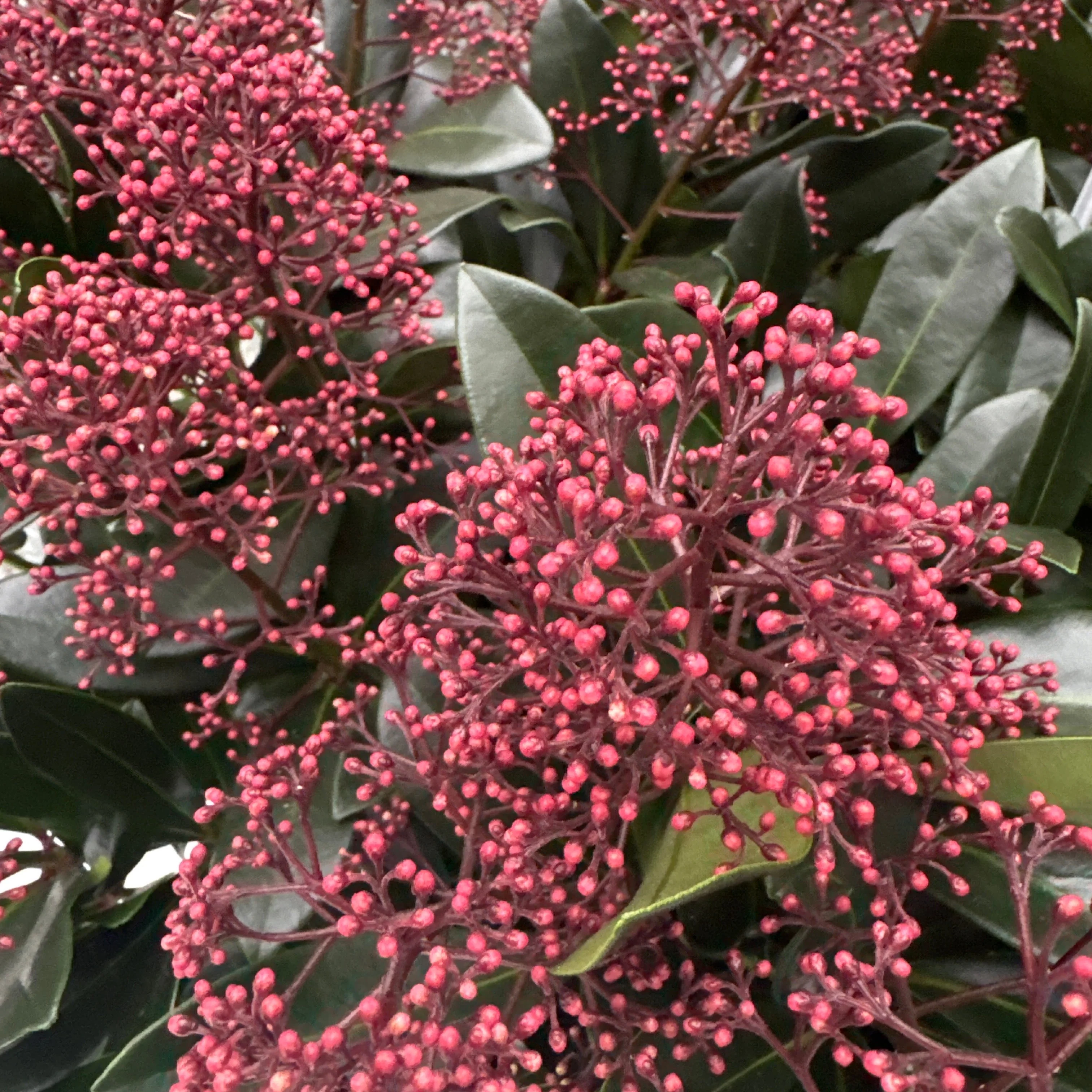 Skimmia jap. Rubella C35 - Image 2