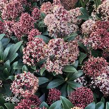 Skimmia jap. Rubella P10.5 - 34 flwr.