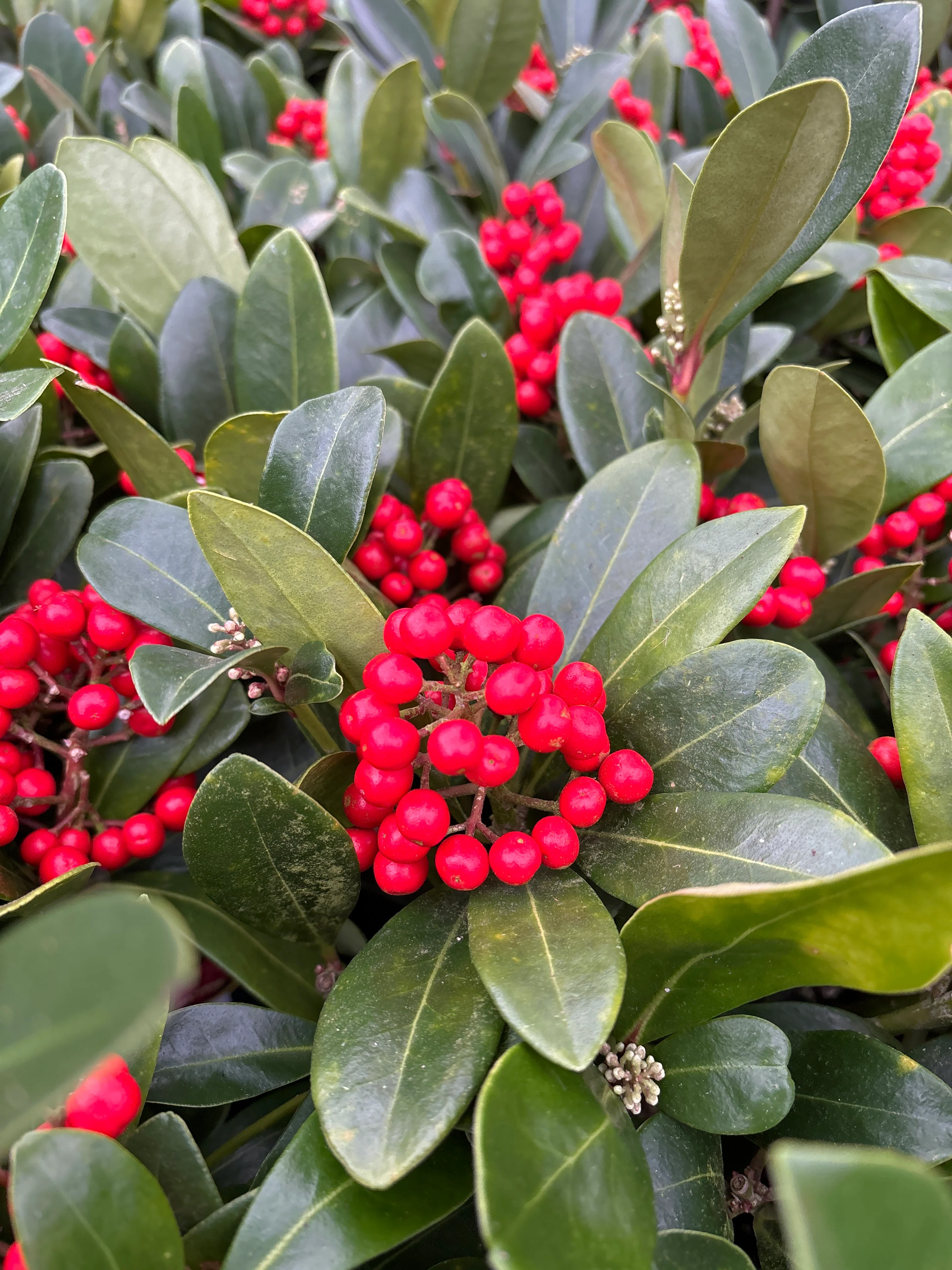 Skimmia jap. Temptation  C2  6-8 tros - Image 4