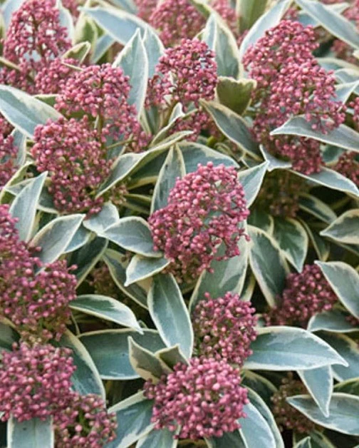 Skimmia japon. Mystic Marlot