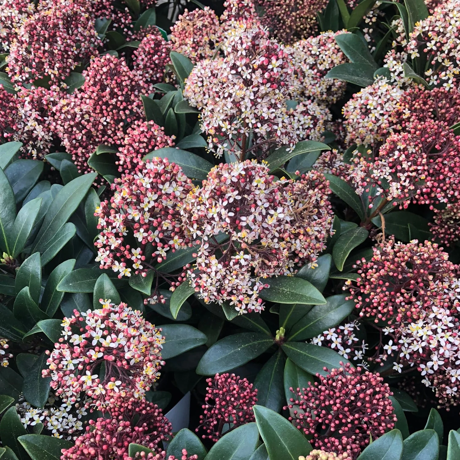Skimmia japon. Rubella