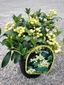 SKIMMIA JAPONICA FRUCTO ALBA - Image 3