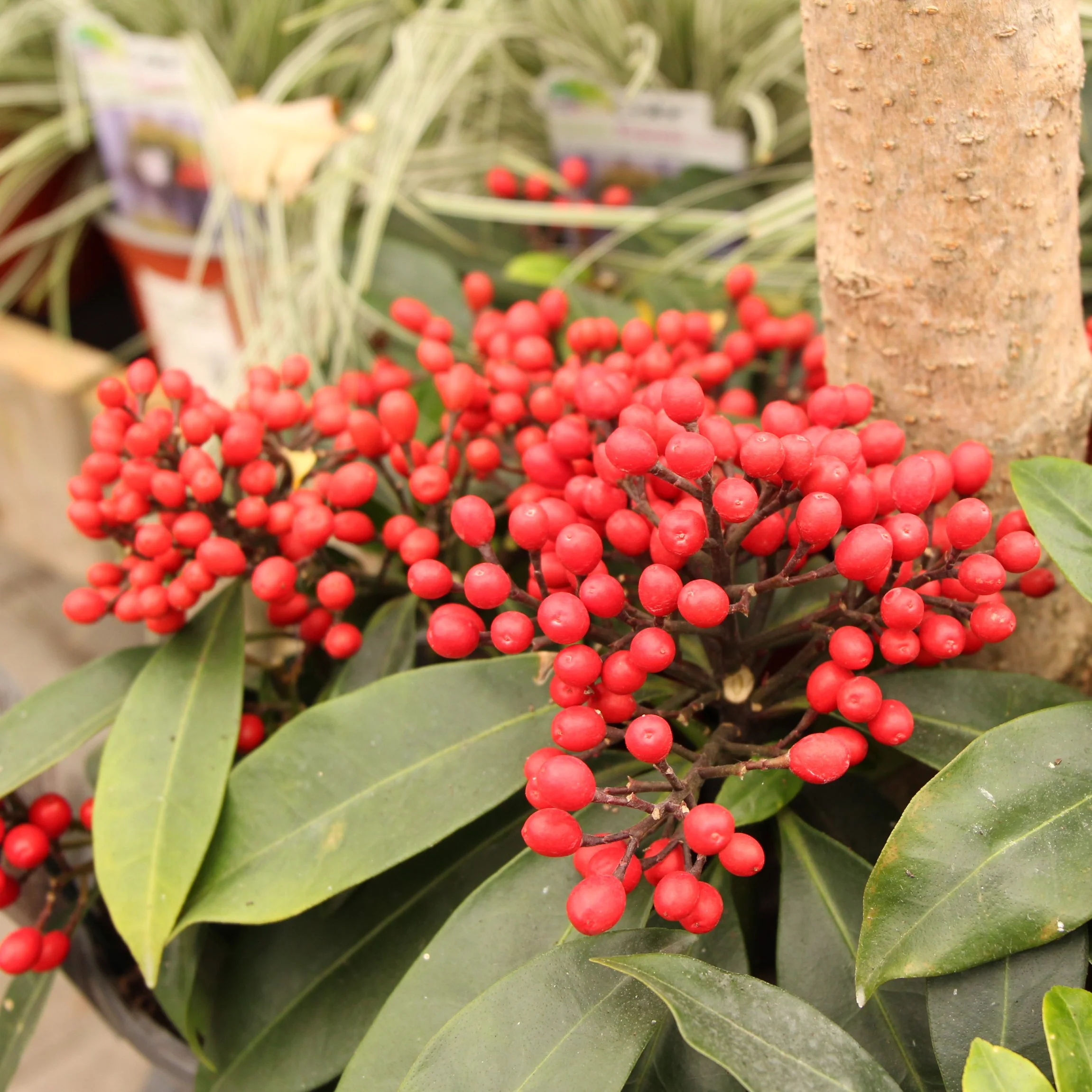SKIMMIA JAPONICA REEVESIANA