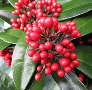 SKIMMIA JAPONICA REEVESIANA - Image 2