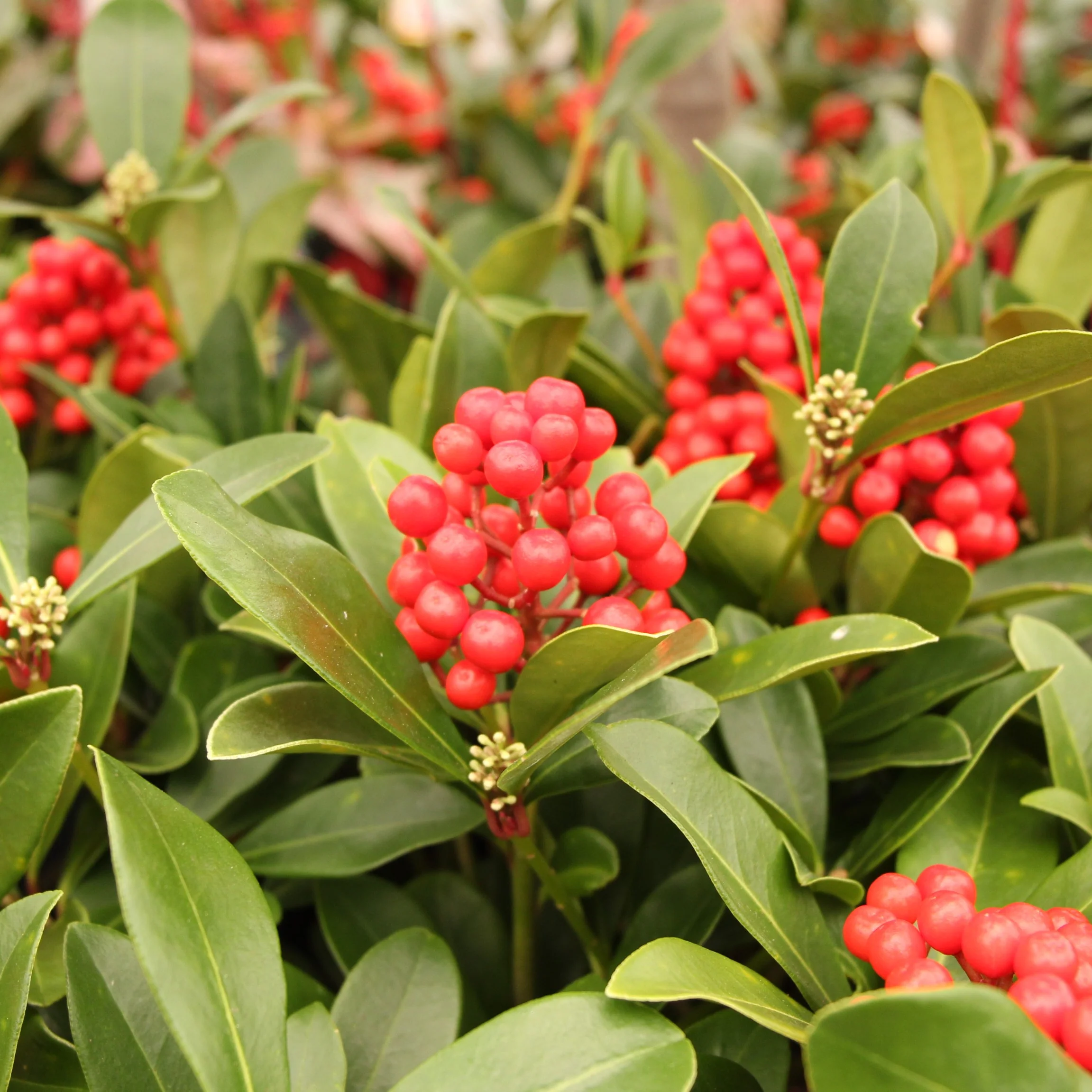 SKIMMIA JAPONICA TEMPTATION - Image 2