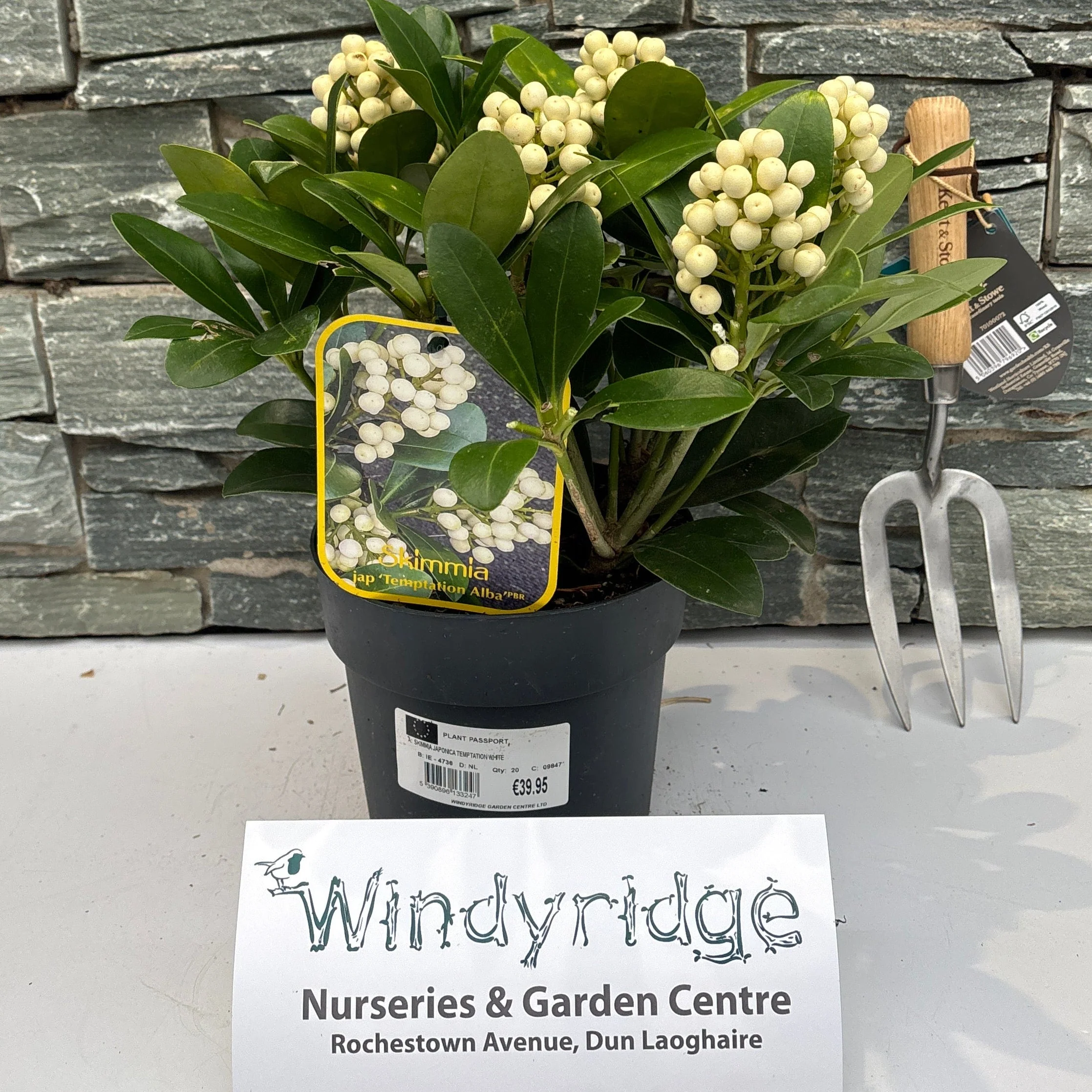 SKIMMIA JAPONICA TEMPTATION WHITE