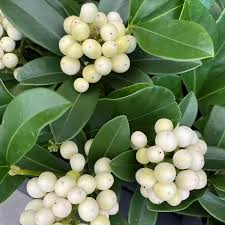 SKIMMIA JAPONICA TEMPTATION WHITE - Image 2